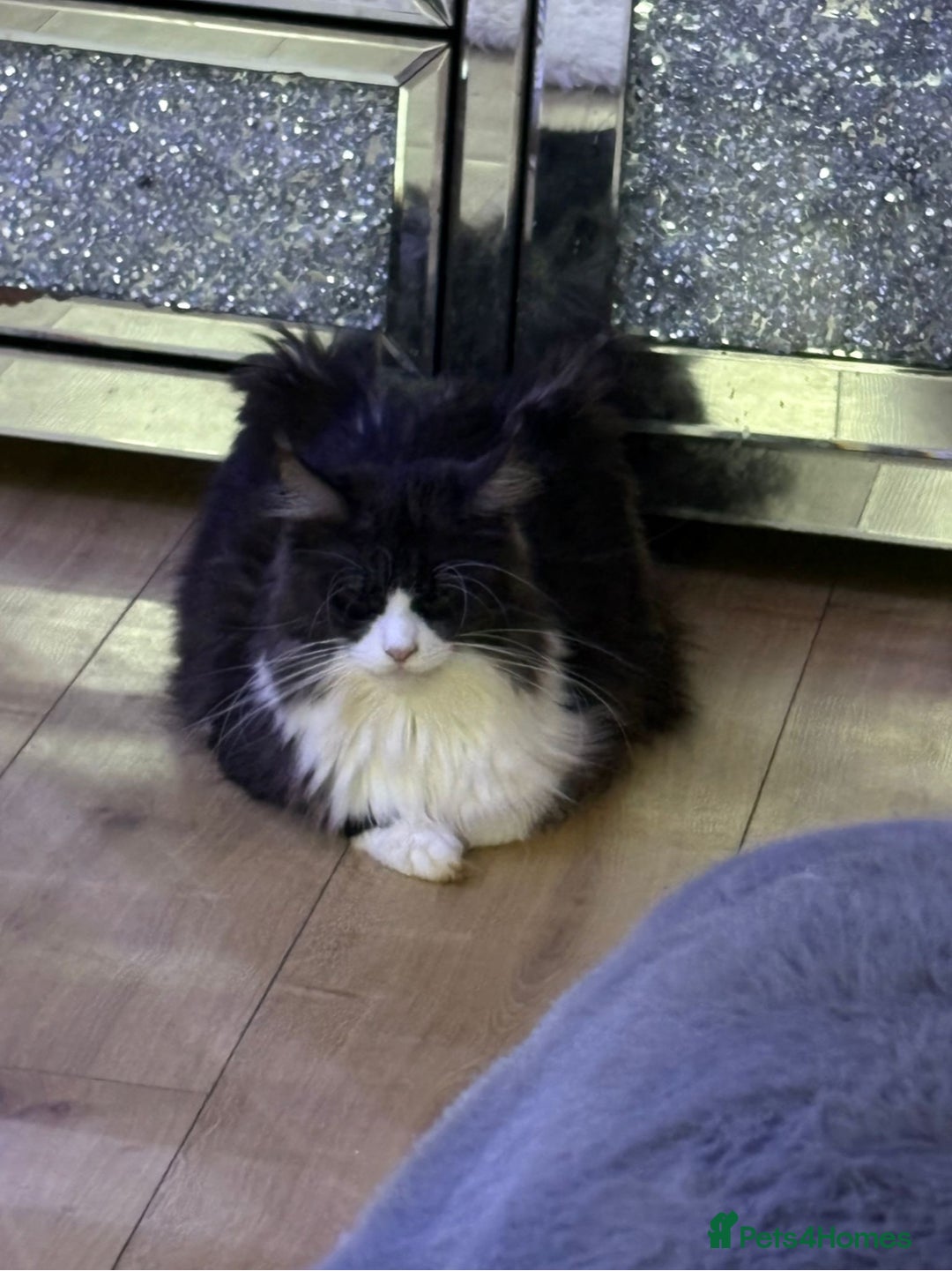 Maine Coon cats for sale: STUNNING SILVER MAINE COON BOYS  - Advert 3