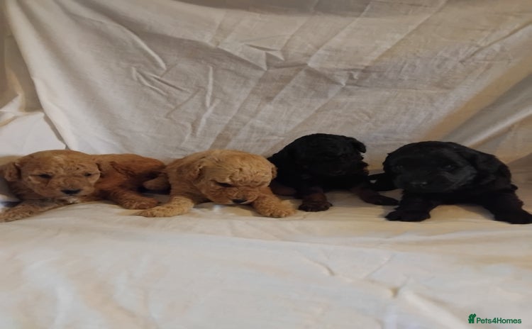 Cockapoo dogs - Advert 8