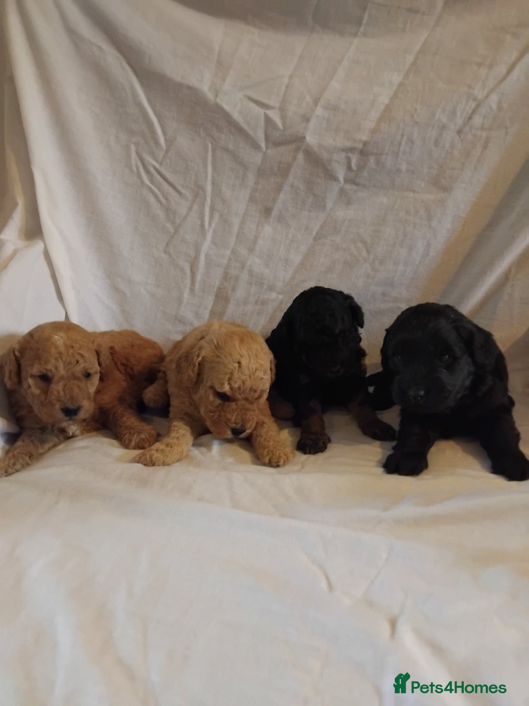 Cockapoo dogs for sale: F1b cockapoo  - Image 1