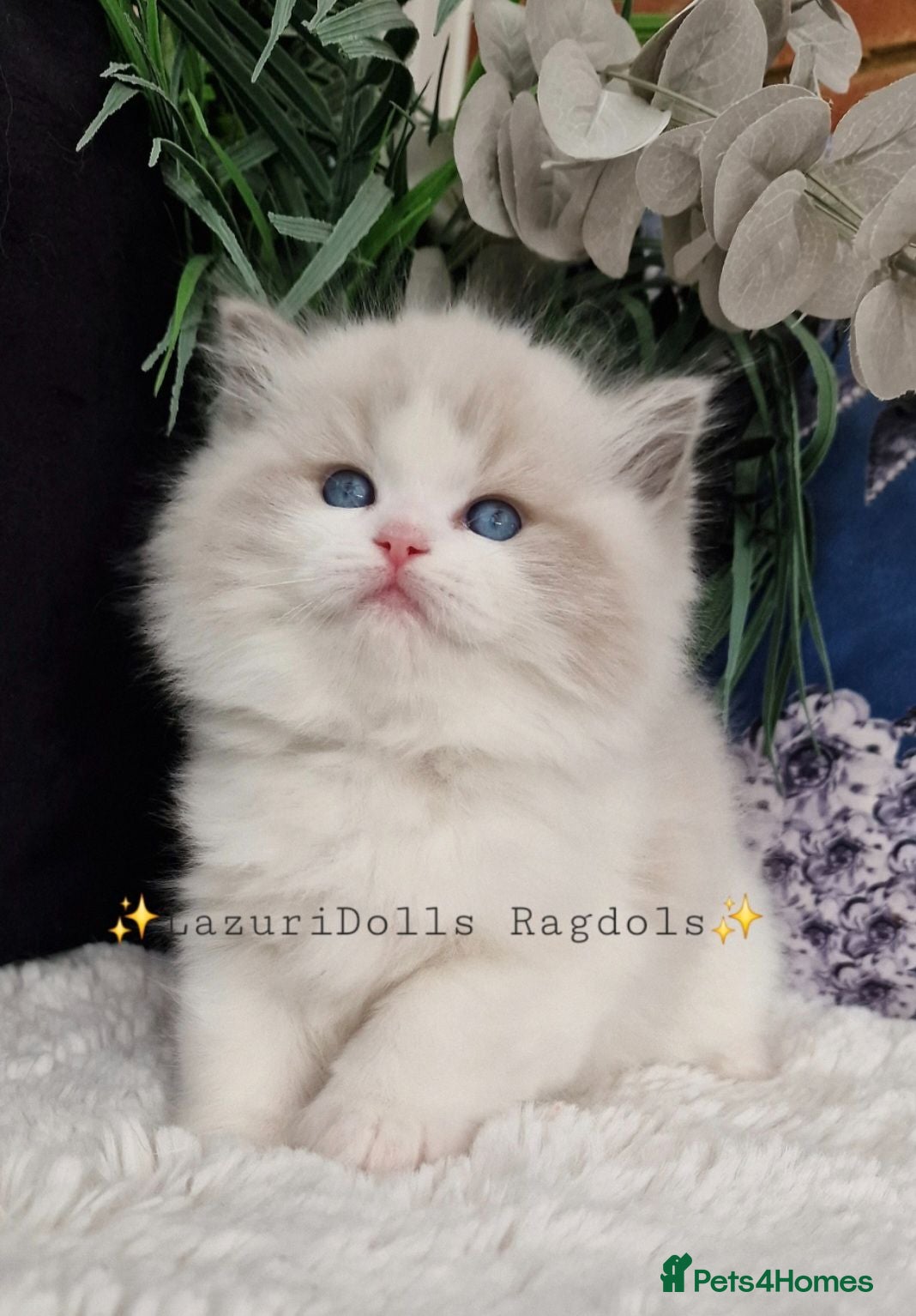 Ragdoll cats 🥇🏆🐆Exclusive kittens❤️✨️🏆Award winning cattery - Advert 14
