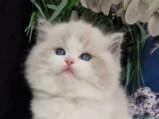 Ragdoll cats 🥇🏆🐆Exclusive kittens❤️✨️🏆Award winning cattery - Advert 14