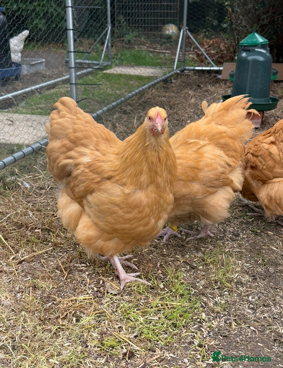 Chickens poultry for sale: Trio of show quality buff Orpington’s  - Advert 2
