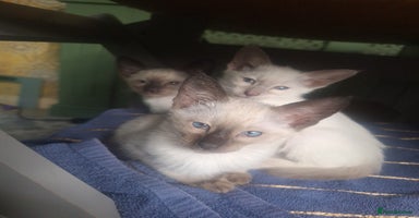 Siamese cats - Advert 1