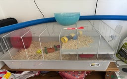 Hamster rodents for sale: Beautiful Syrian hamster - Image 14