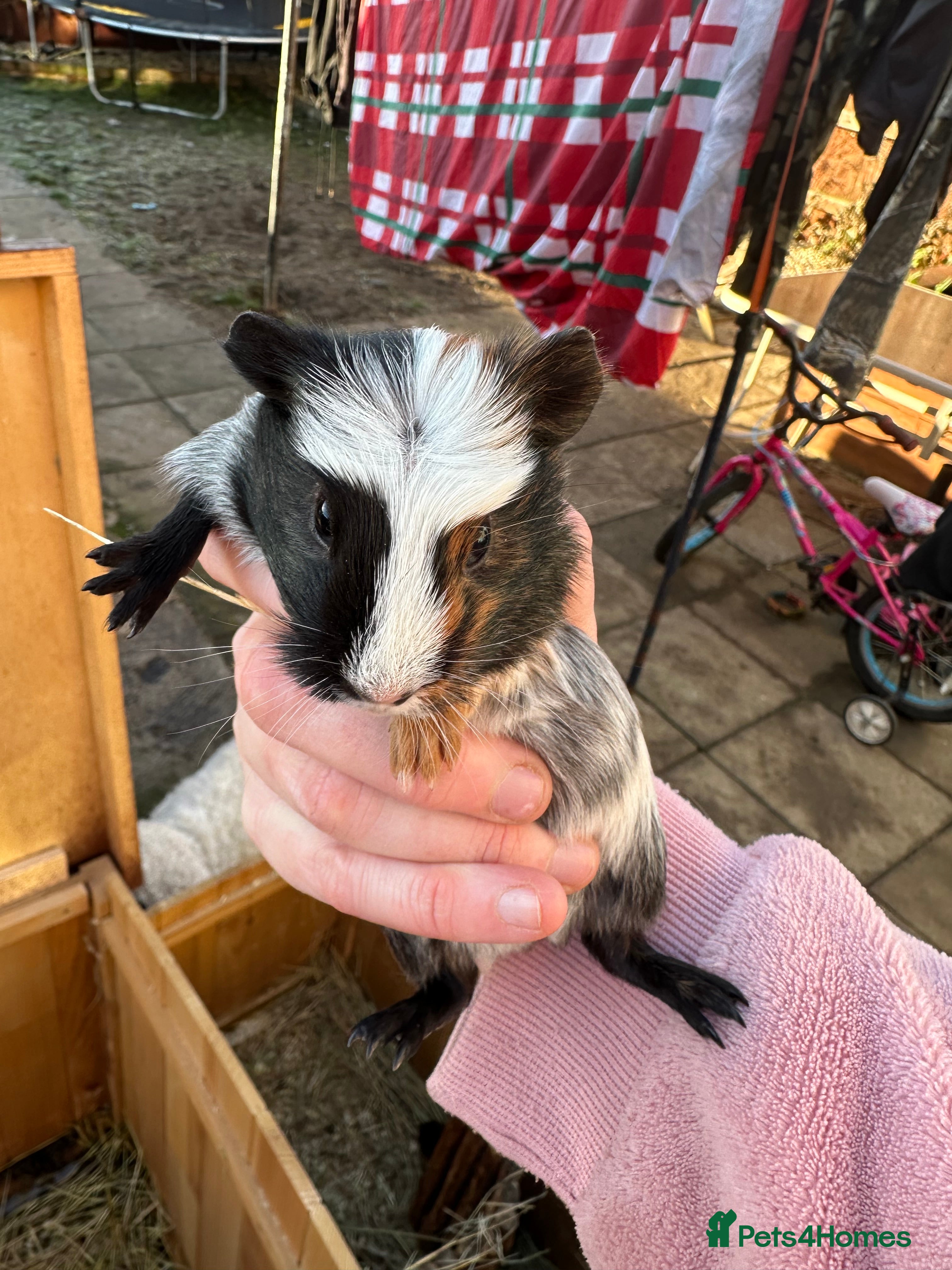 Guinea Pig rodents Male baby guinea pigs - Advert 1