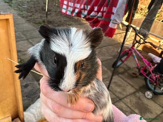 Guinea Pig rodents Male baby guinea pigs - Advert 1
