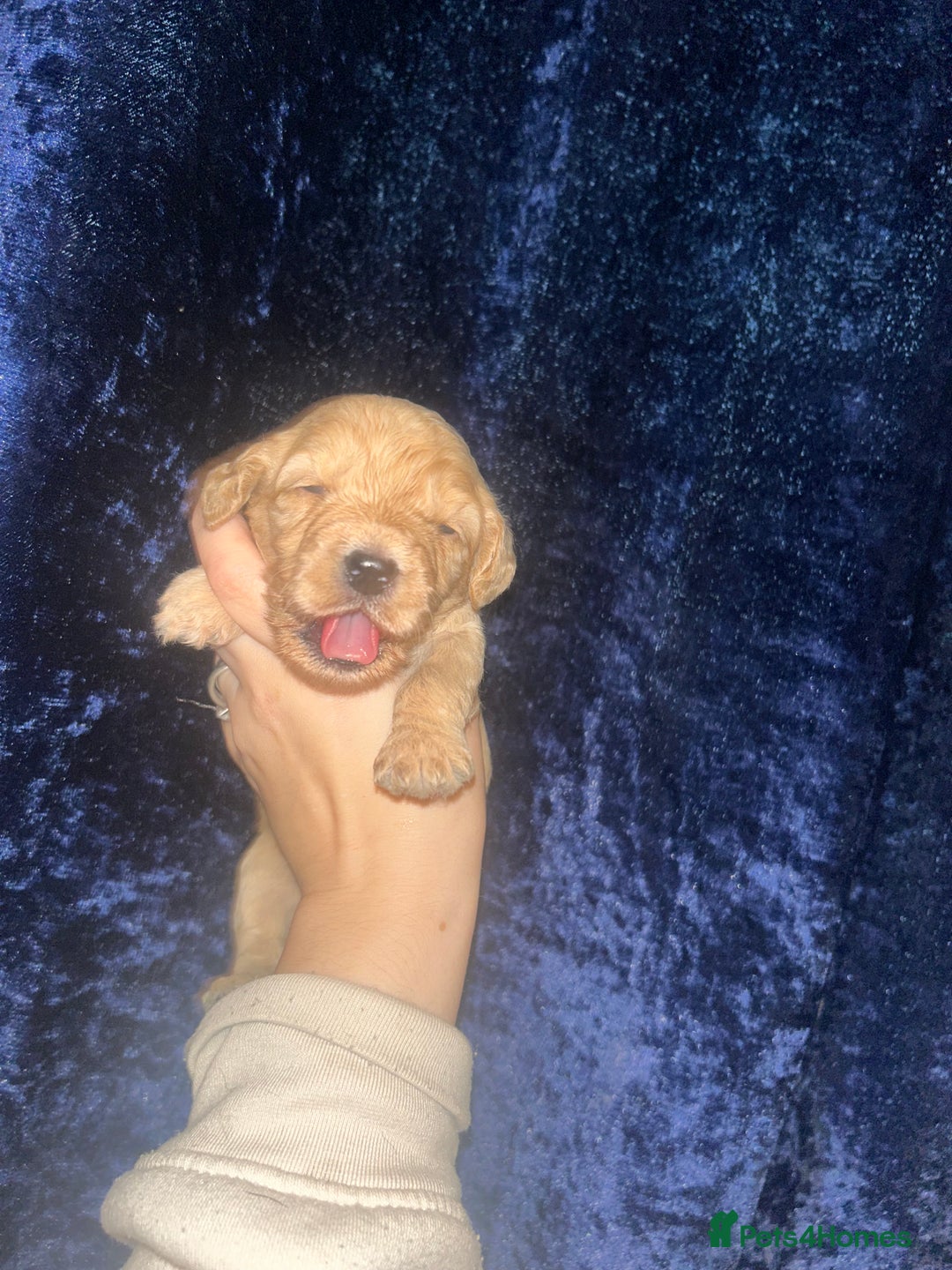 Cockapoo dogs for sale: F1 cockapoos  - Advert 9