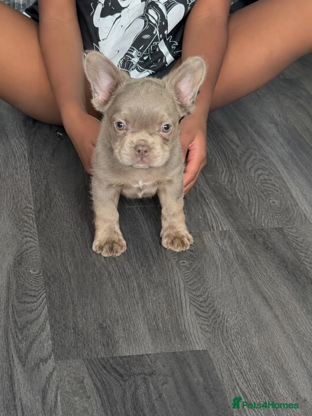 French Bulldog dogs for sale: Adorable French Bulldog puppies  in London - Advert 2