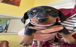 Dachshund dogs for sale: Miniature dachshund puppies - Image 3