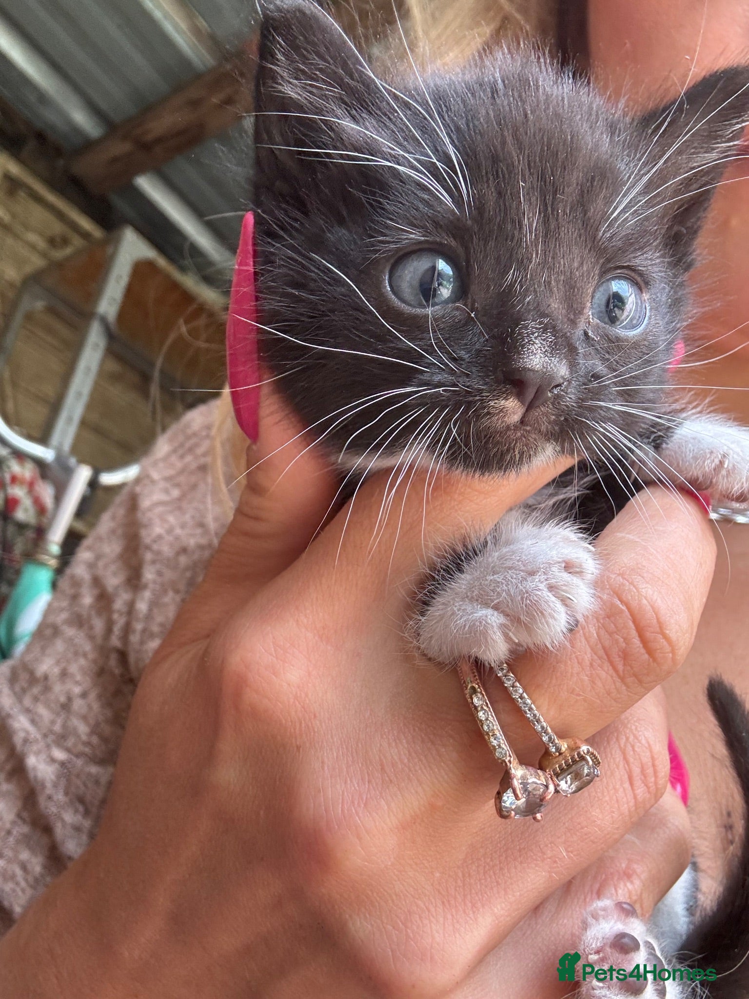 Mixed Breed cats  ** s to good homes - Advert 3