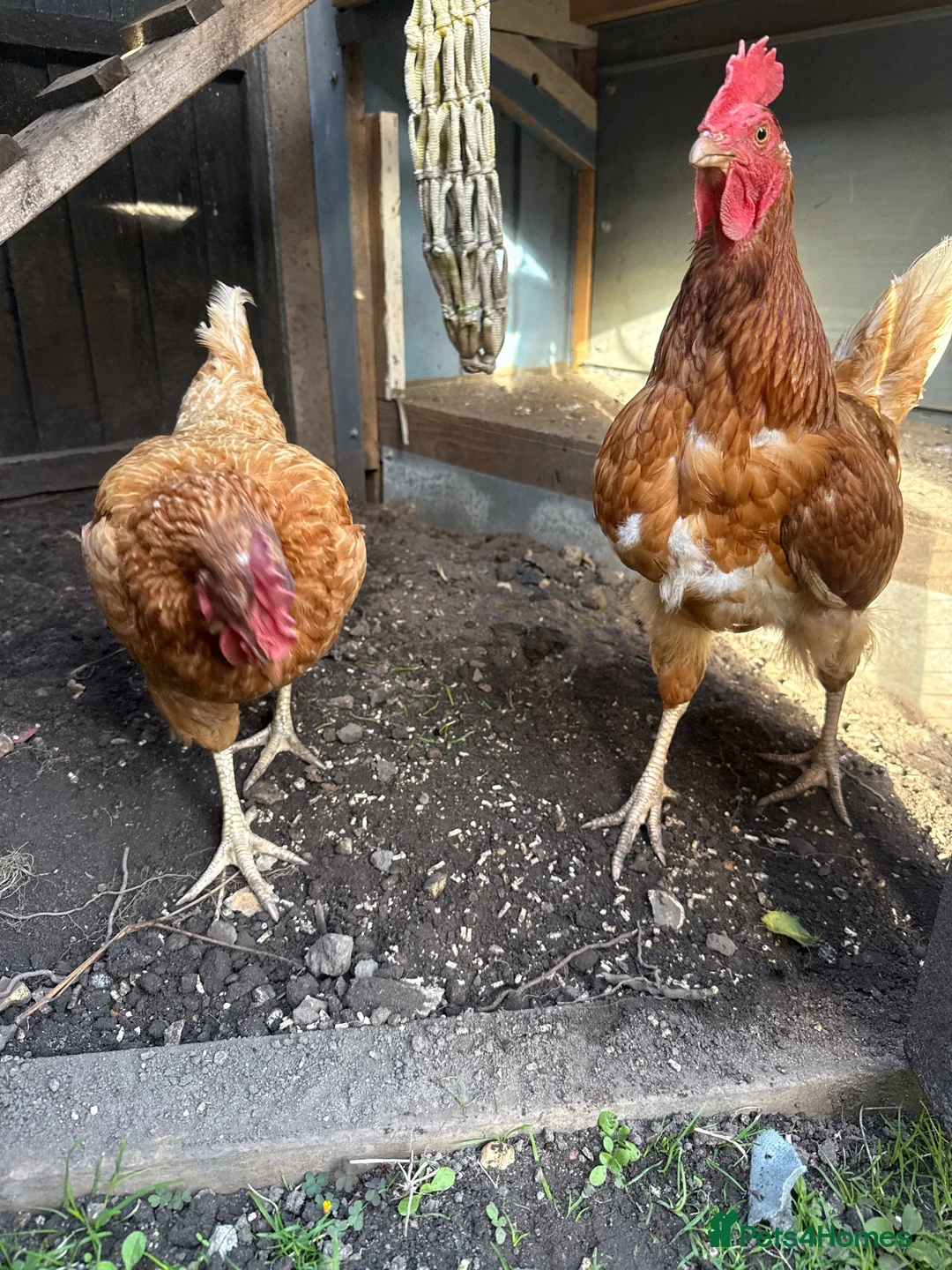 Chickens poultry for sale: Poole in Poole - Advert 2