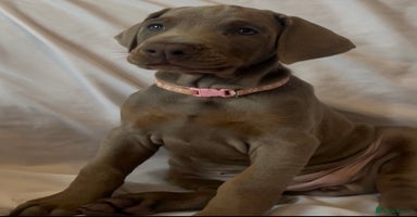 Dobermann dogs - Advert 13