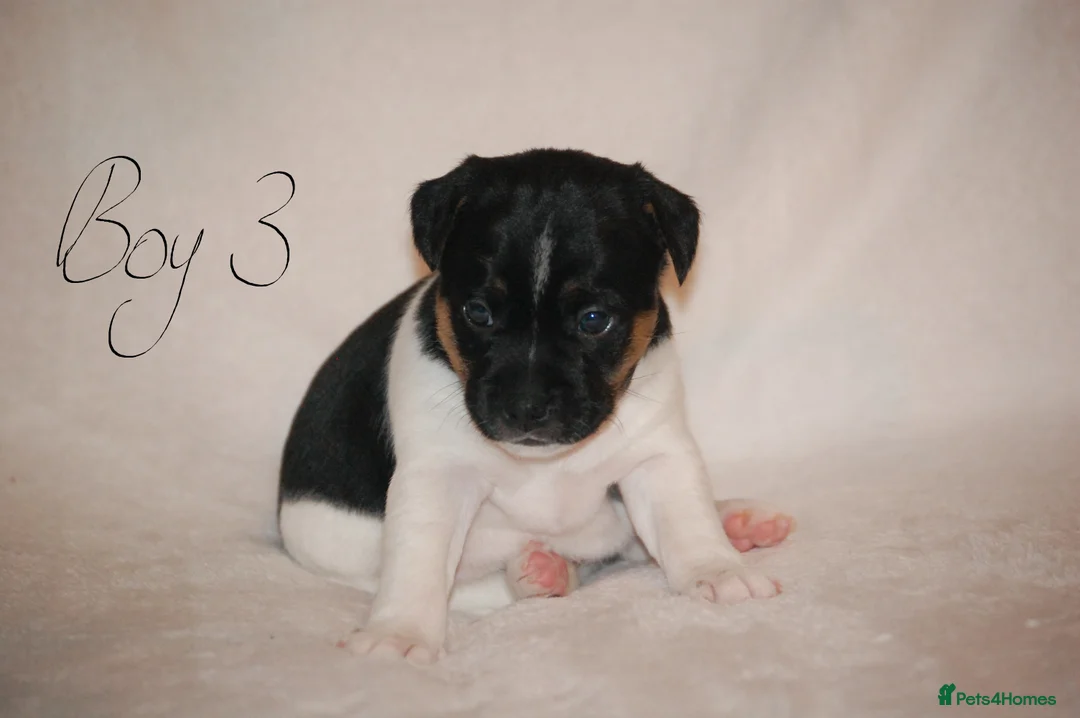 Mixed Breed dogs for sale: Jug puppies  in Dundee - Advert 8