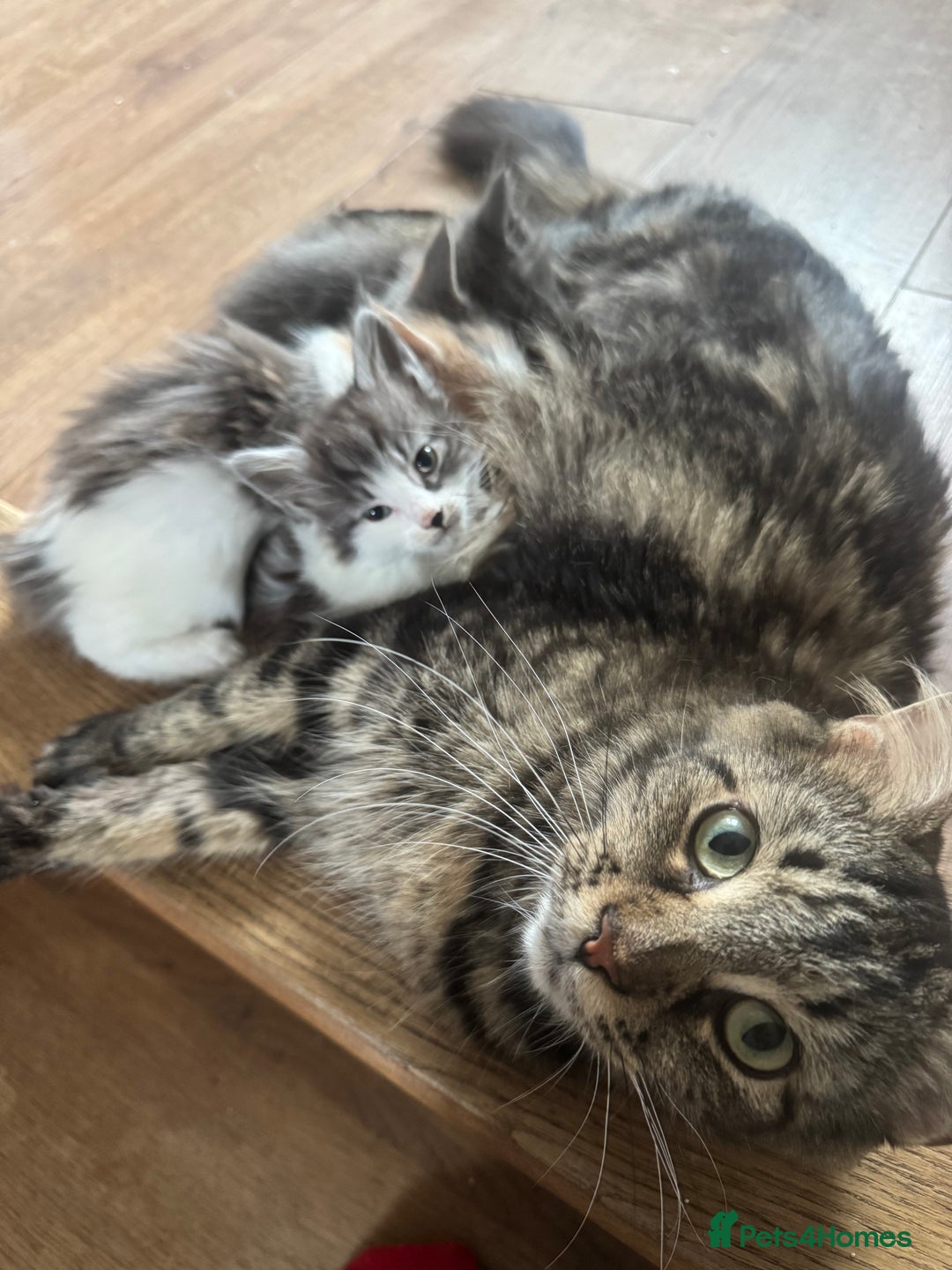 Mixed Breed cats for sale: 3/4 Maine Coon 1/4 ragdoll kittens ready - Advert 9