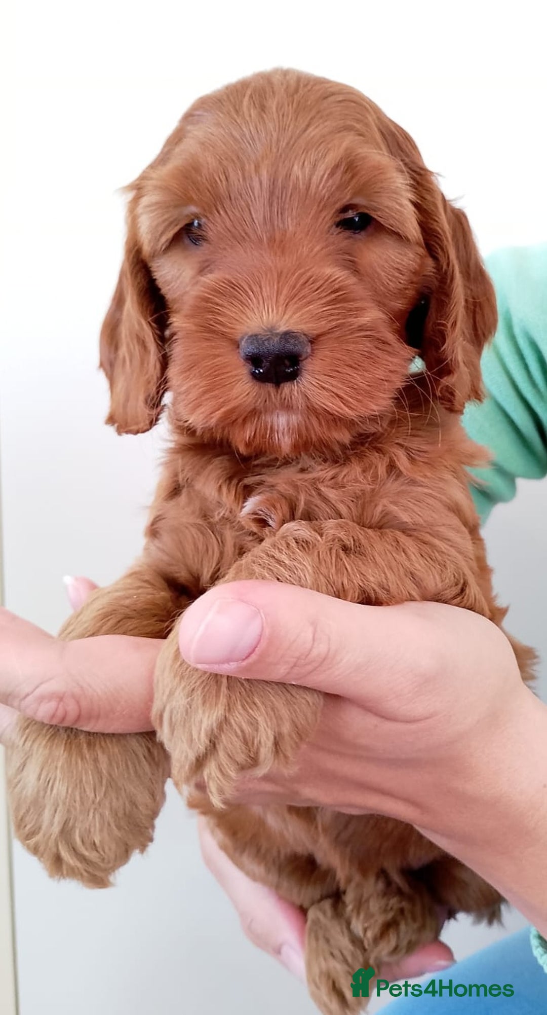 Cockapoo dogs for sale: Stunning F1 Red Miniature - Health Tested Parents - Image 16