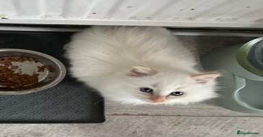 Ragdoll cats - Advert 2