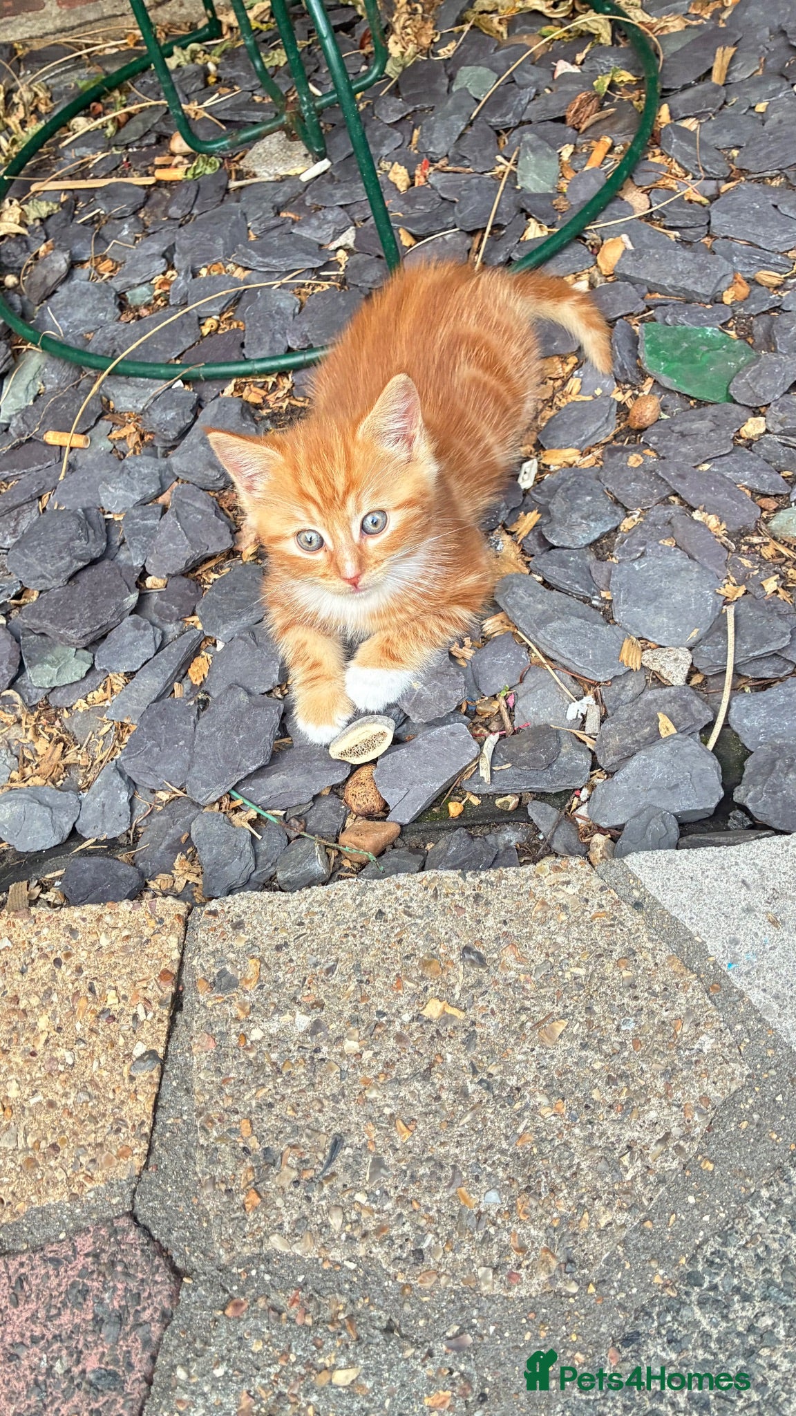 Mixed Breed cats  Males kittens  - Advert 2