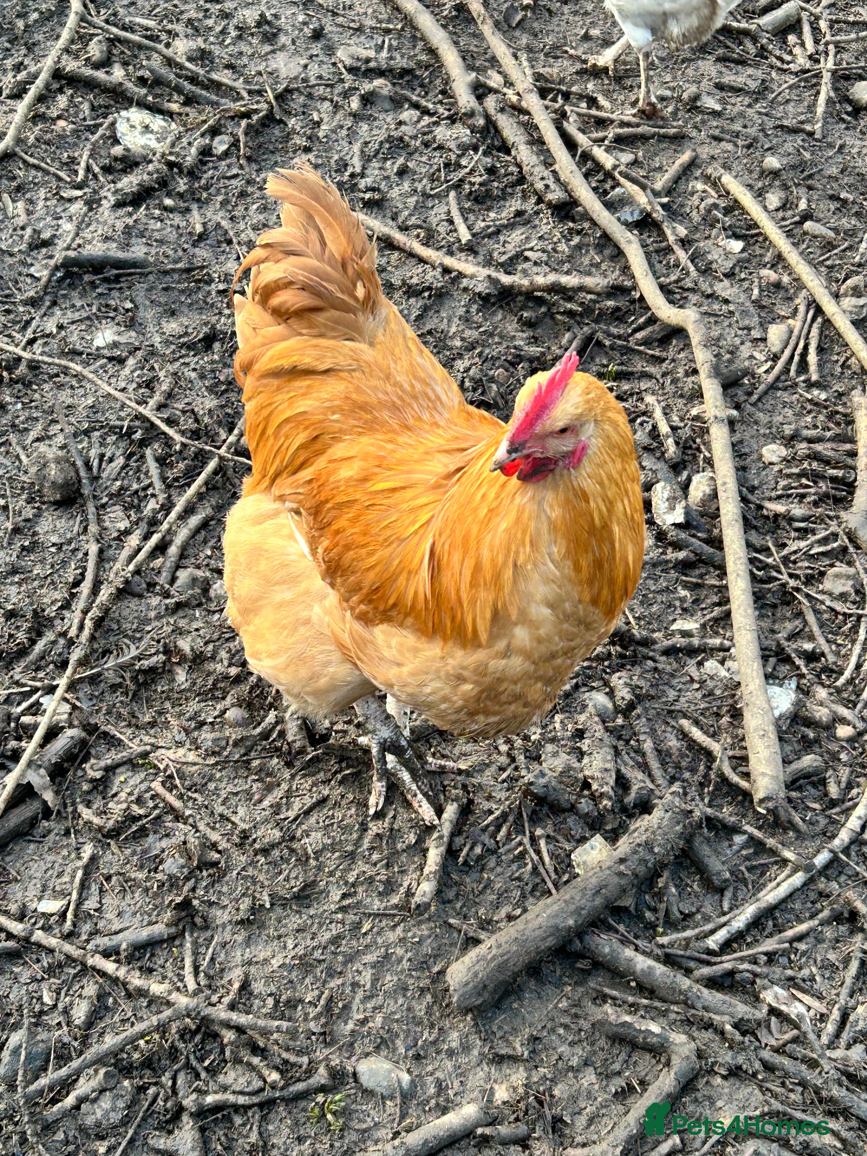 Chickens poultry Buff Orpington Cockerel  - Advert 4