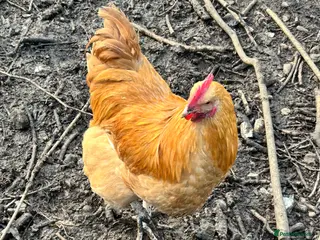 Chickens poultry Buff Orpington Cockerel - Advert 4