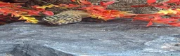 Leopard Gecko reptiles for sale: 2 leopard geckos and set up £150 in Basildon - Advert 3