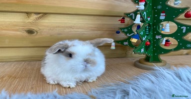 Mini Lop rabbits Mini lops  - Advert 2