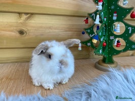 Mini Lop rabbits Mini lops - Advert 4