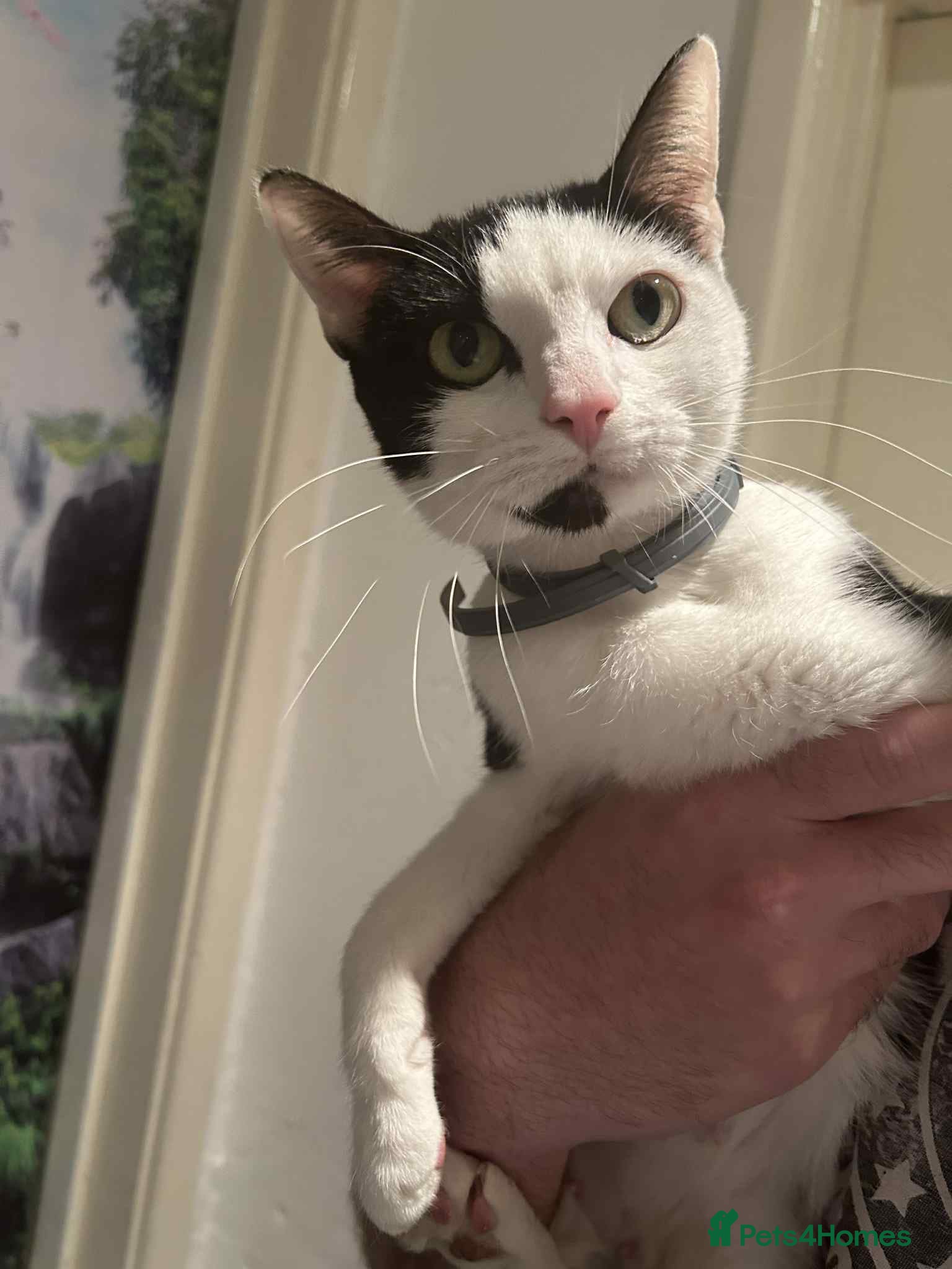 British Shorthair cats Kittens for sale - Advert 2