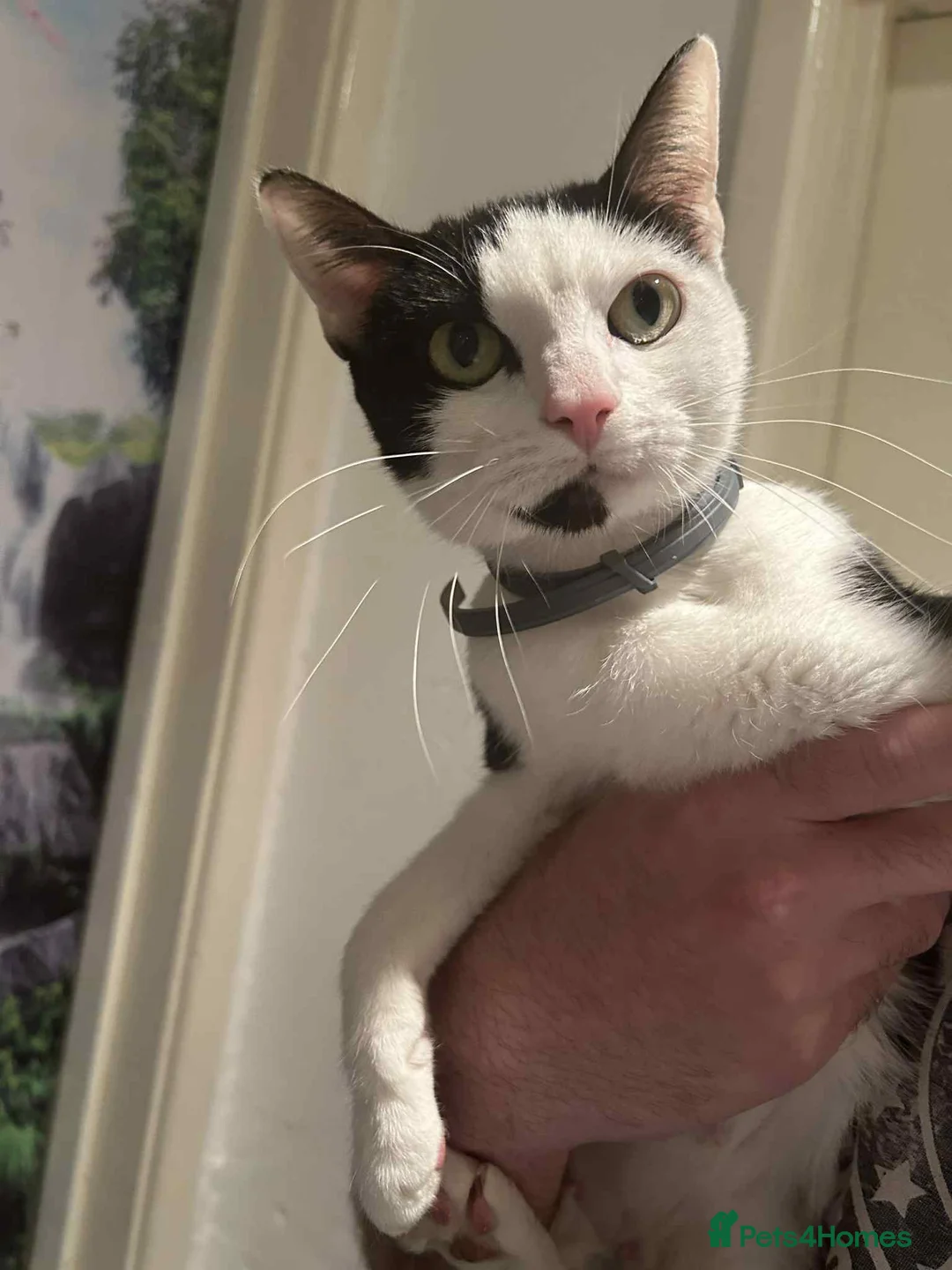 British Shorthair cats for sale: Kittens for sale - Advert 1