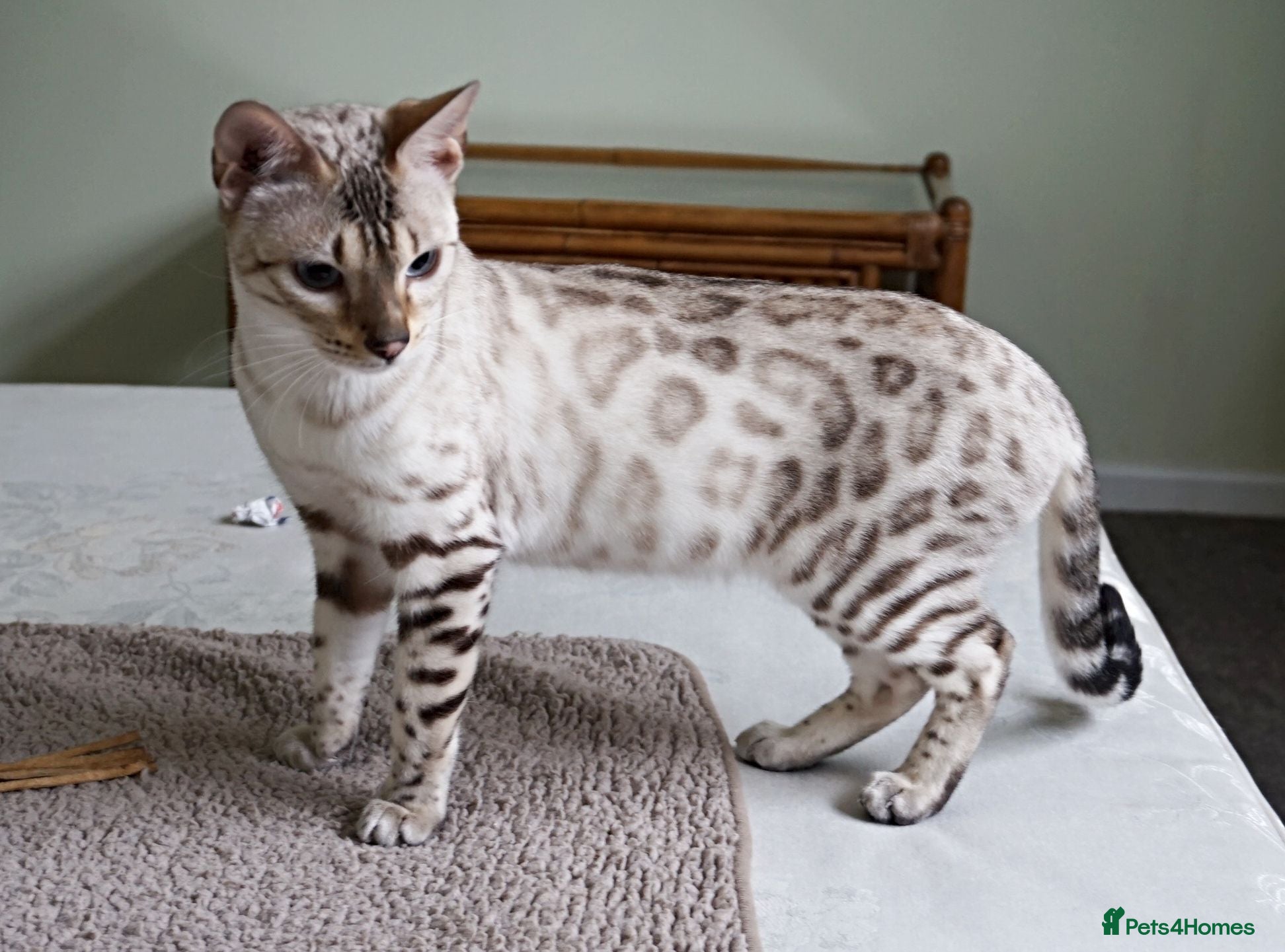 Bengal cats Snow Active Reg Bengal Queen  - Advert 9