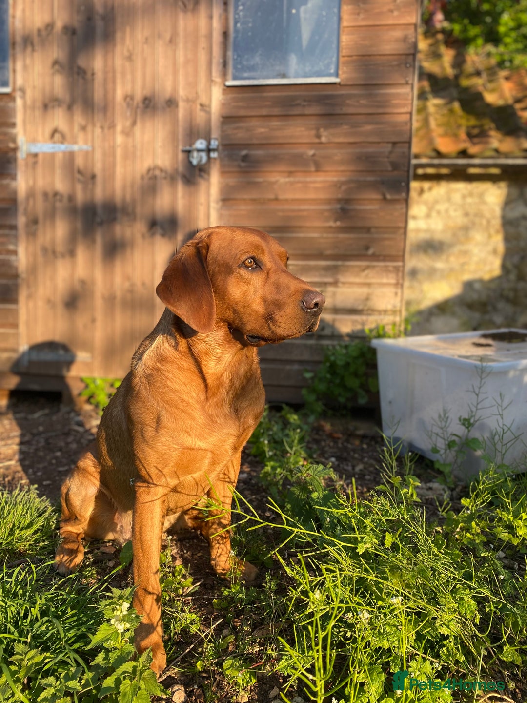 Labrador Retriever dogs for stud: Fully Health Tested Fox Red Stud Dog in Radstock - Advert 1