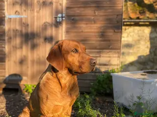 Labrador Retriever dogs Fully Health Tested Fox Red Stud Dog in Radstock - Advert 14