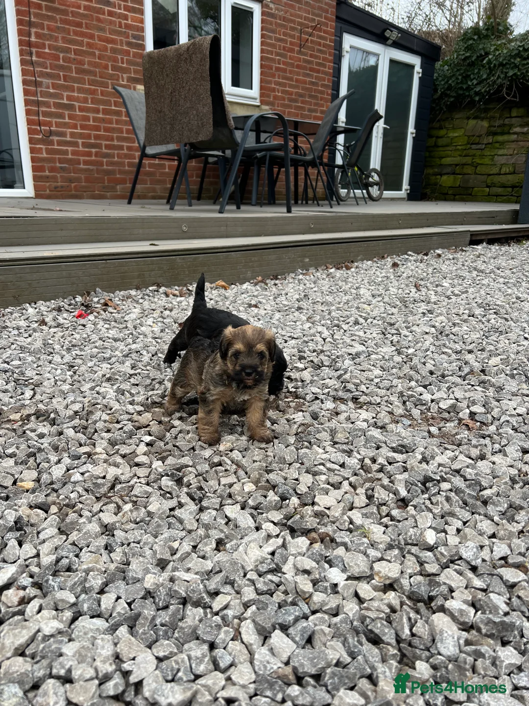 Mixed Breed dogs for sale: Borderpoo pups for sale(borderterrier x toypoodle) in Manchester - Advert 15