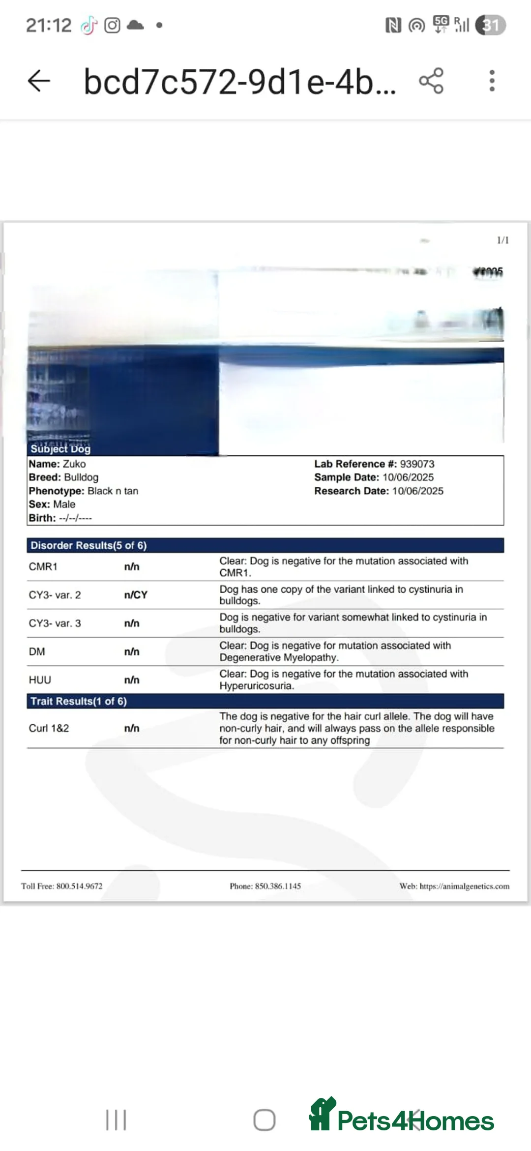 English Bulldog dogs for stud: Fluffy English bulldog for stud - Advert 6