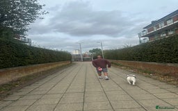 English Bulldog dogs for stud: Exceptional Ch Bloodline CH RICATORI RE DESIGNED…  - Image 5