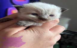Ragdoll cats for sale: Absolutely stunning Ragdoll kittens for sale - Image 11