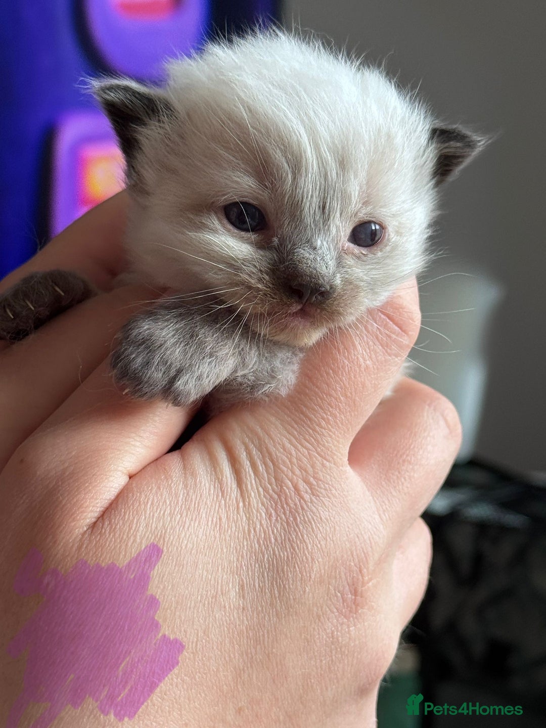 Ragdoll cats for sale: Absolutely stunning Ragdoll kittens for sale - Image 11