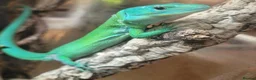 Lizard reptiles for sale: Green keel lizard full set up waterfal - Advert 1
