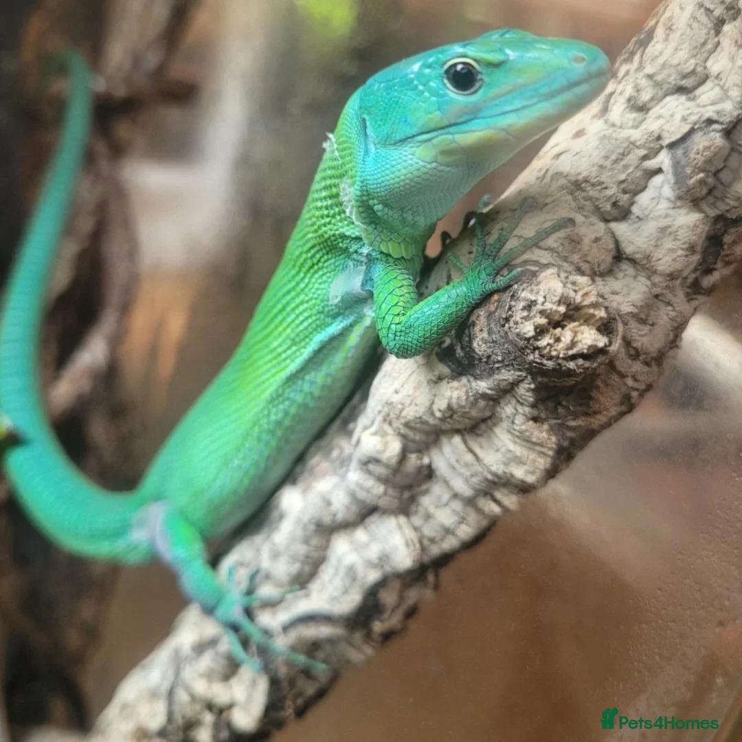 Lizard reptiles for sale: Green keel lizard full set up waterfal - Advert 1