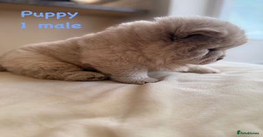 Chow Chow dogs - Advert 7
