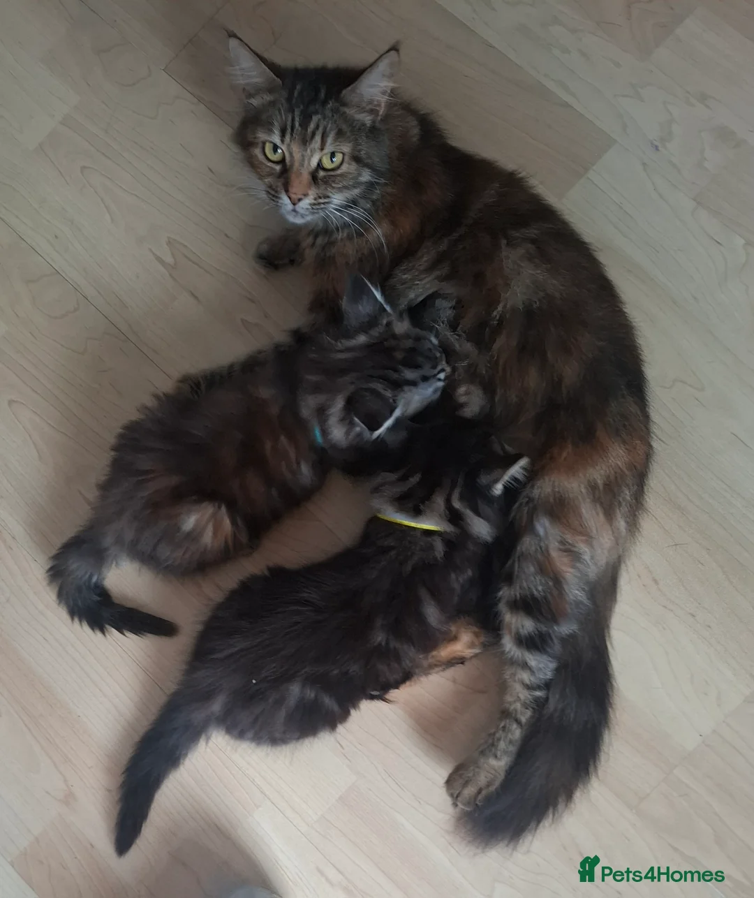Mixed Breed cats for sale: 3x Beautiful maincoone cross kittens - Advert 2
