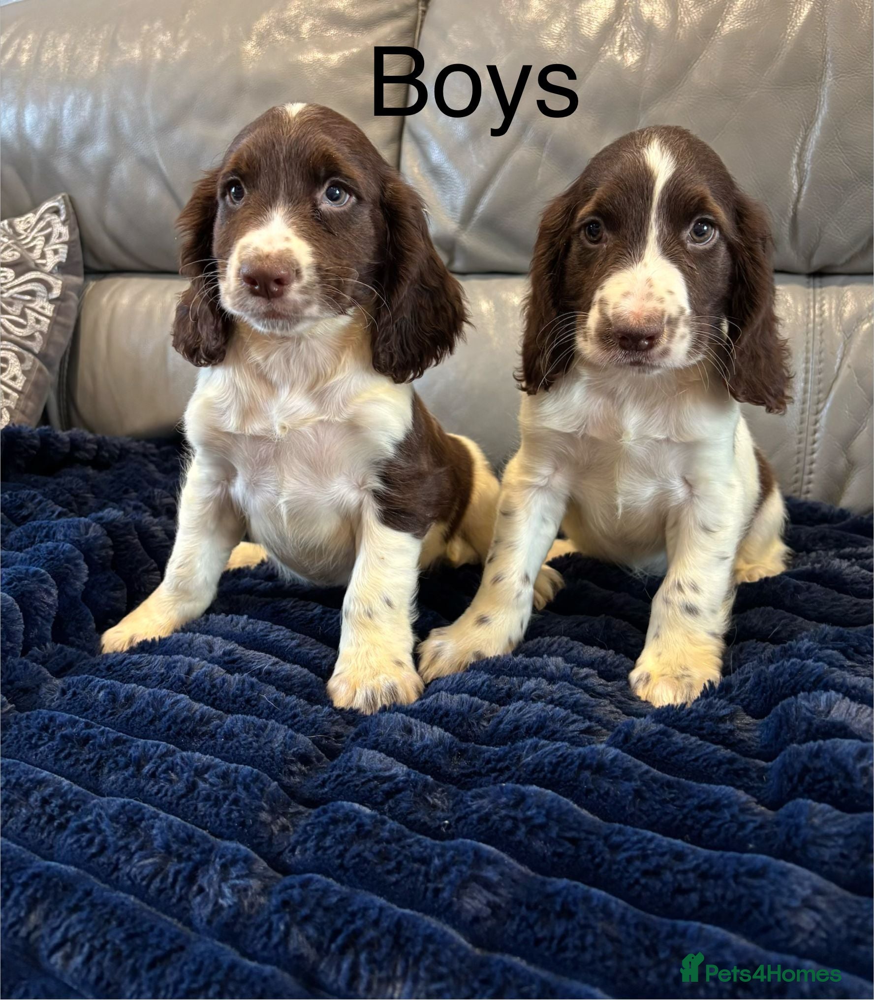 Cocker Spaniel dogs Cocker spaniel puppies ready now  - Advert 12