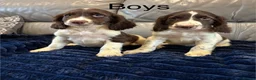 Cocker Spaniel dogs for sale: Cocker spaniel puppies ready now  - Advert 9