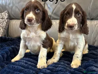 Cocker Spaniel dogs Cocker spaniel puppies ready now - Advert 3