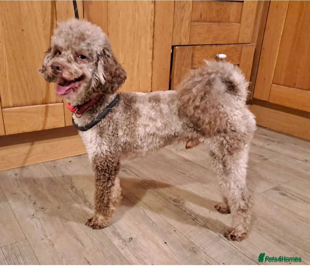 Maltipoo dogs for sale: Merle. Champagne, black pups Fully health tested in Newton Abbot - Advert 8