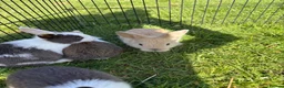 Dwarf Lop rabbits for sale: Beautiful and friendly babies - Advert 4