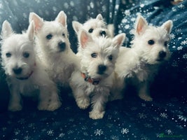 West Highland Terrier dogs West Highland White Terrier Puppies - Advert 2
