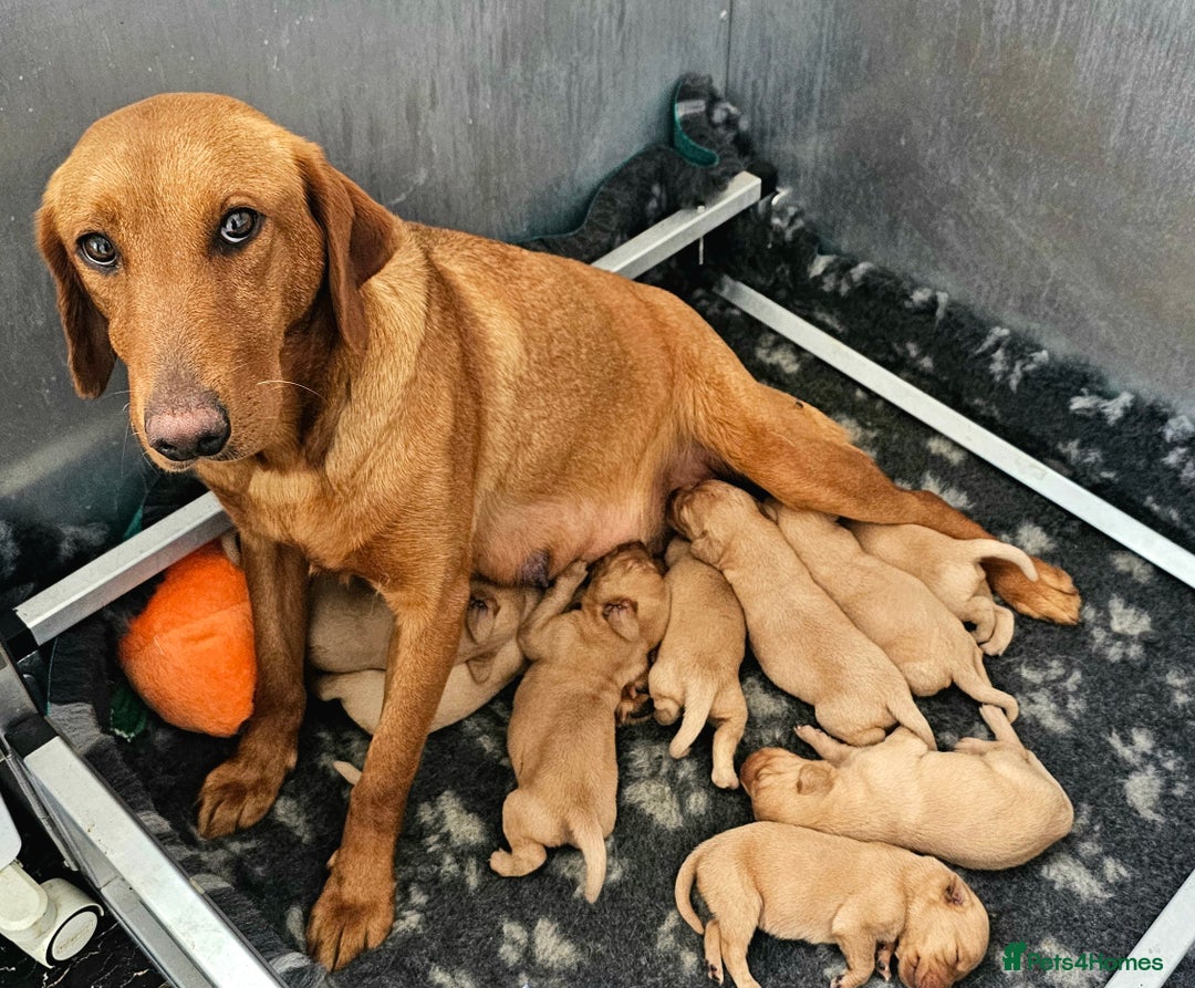 Labrador Retriever dogs for sale: THE LAST KC FOX RED GIRL READY TO LEAVE NOW  - Image 26