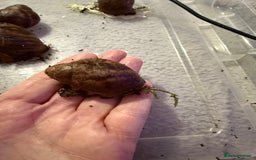 Snails invertebrates for sale: Ovum snails  - Advert 7