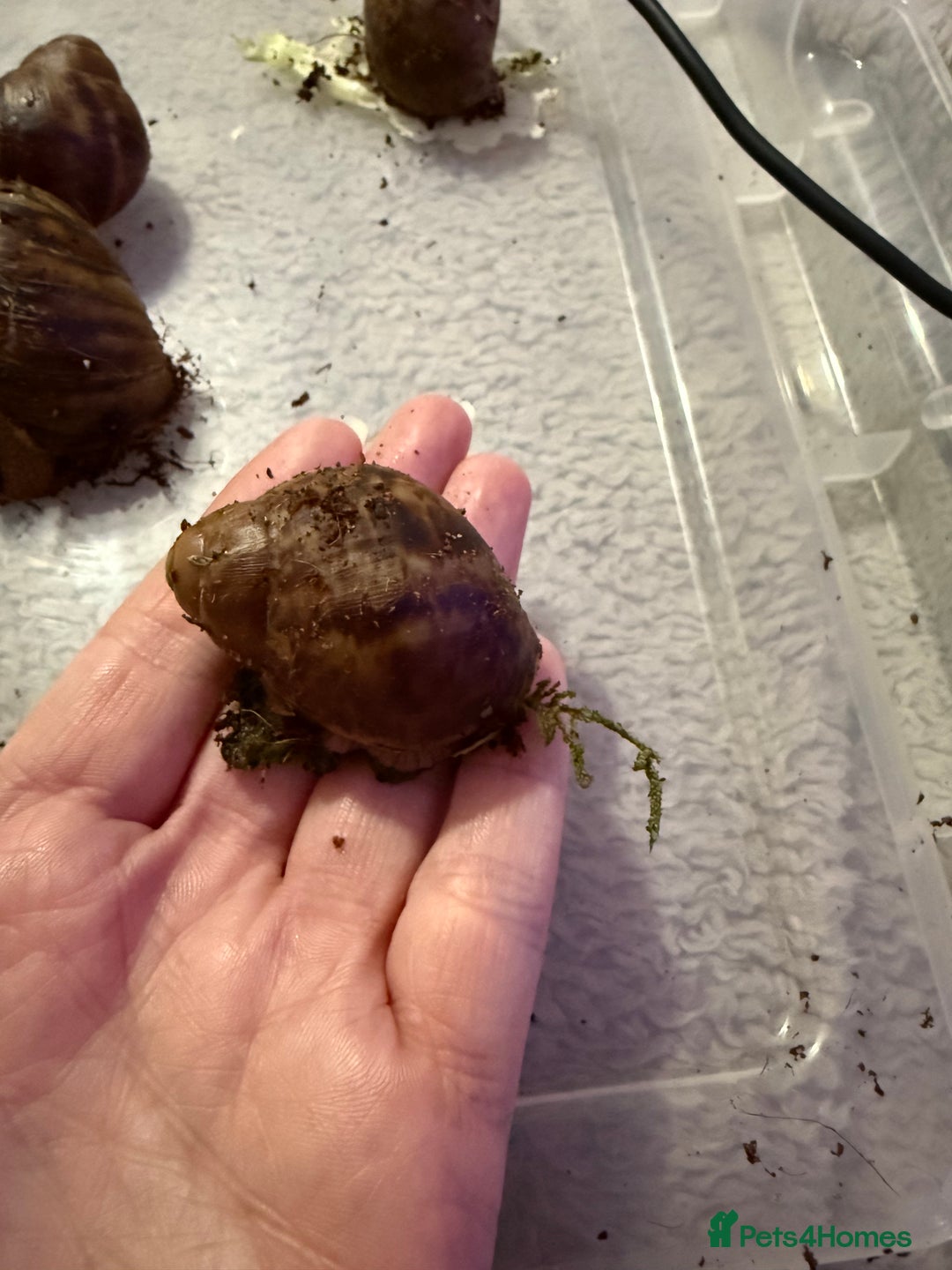 Snails invertebrates for sale: Ovum snails  - Advert 7