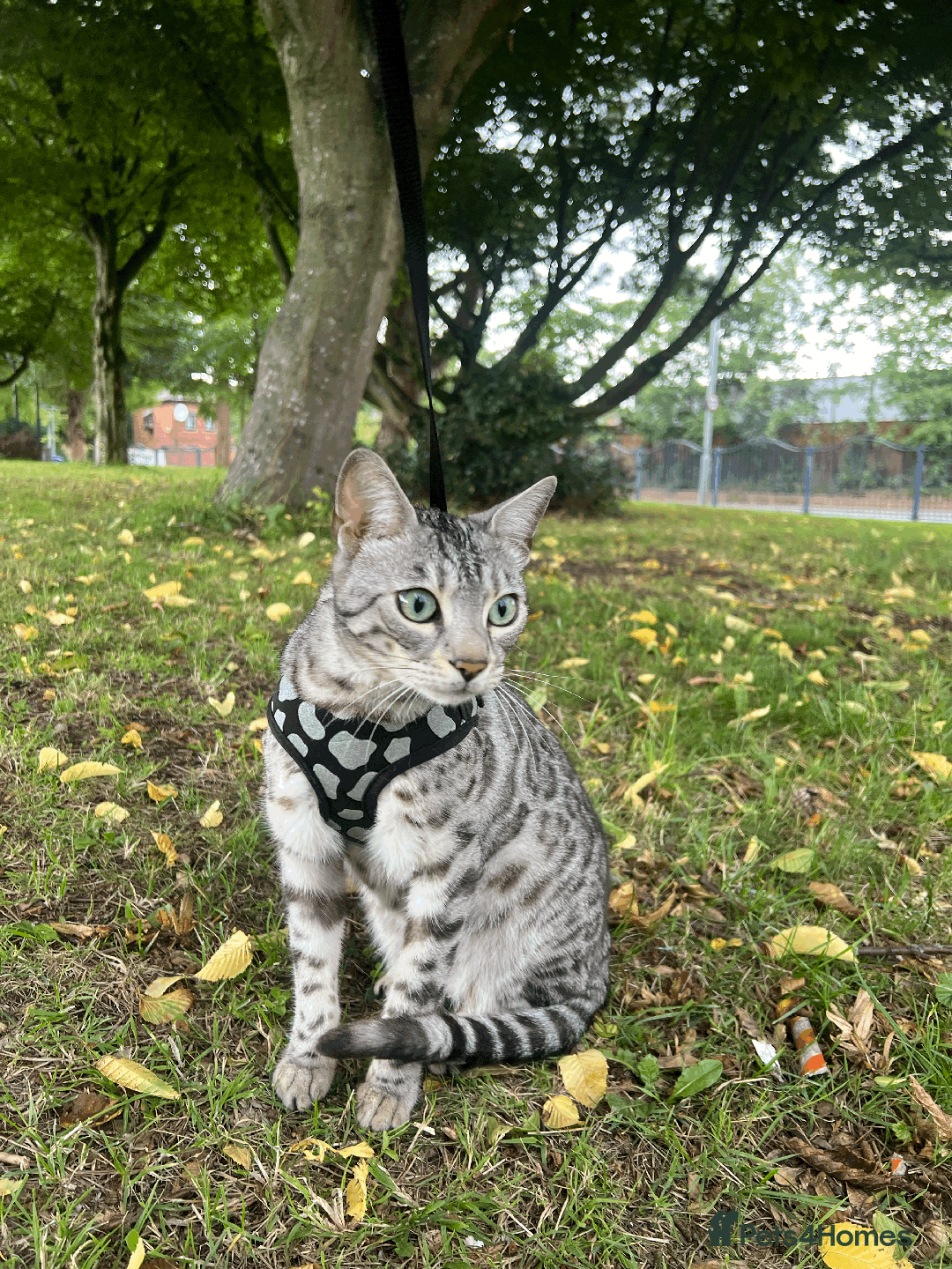 Bengal cats for sale: TICA Silver Bengal for sale - Image 2